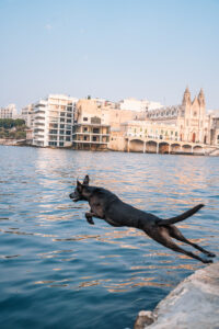 Misa, the diving dogs and underwater beast