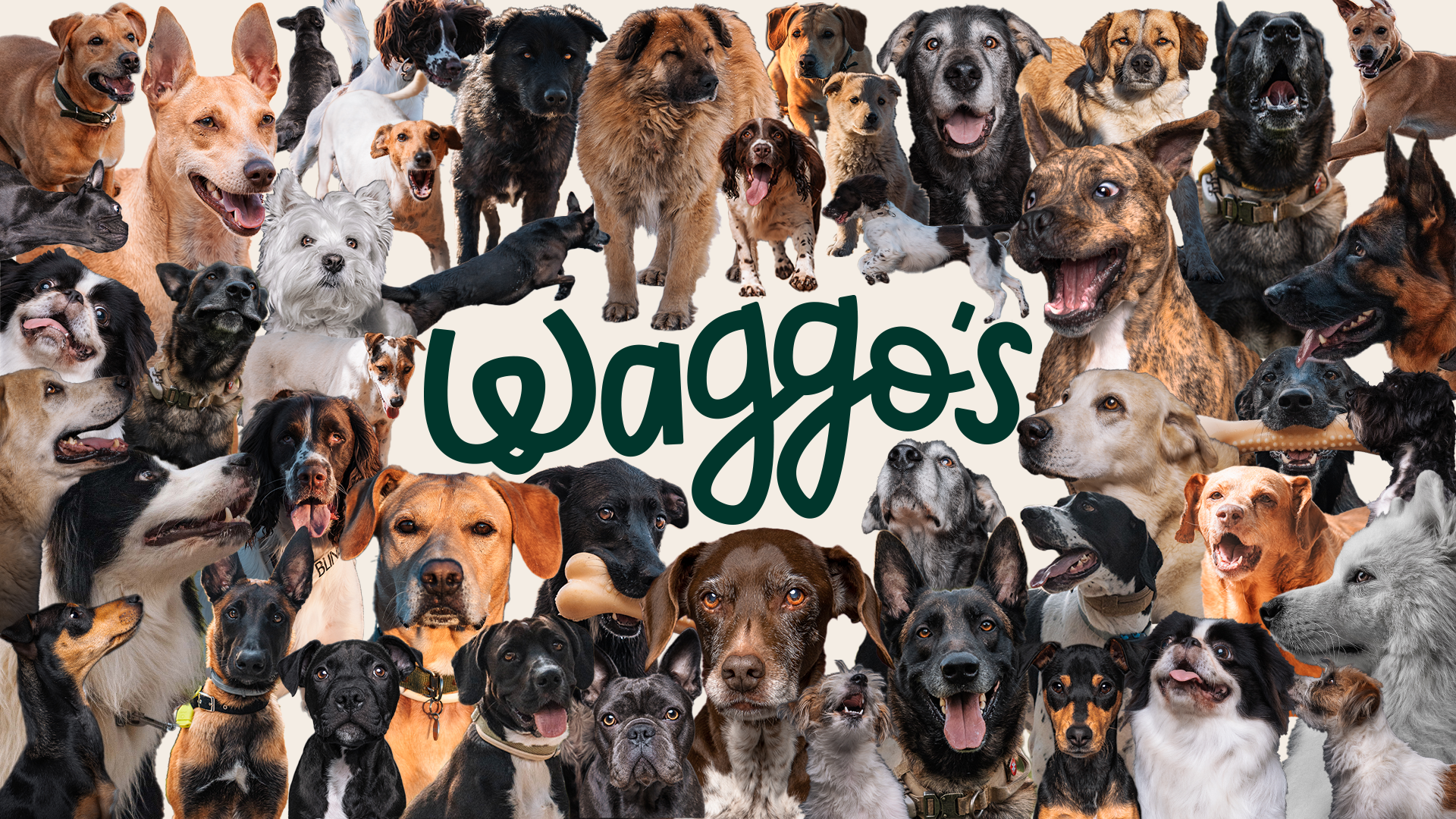 Barking in ‘The New Era’: Welcome to Waggo’s