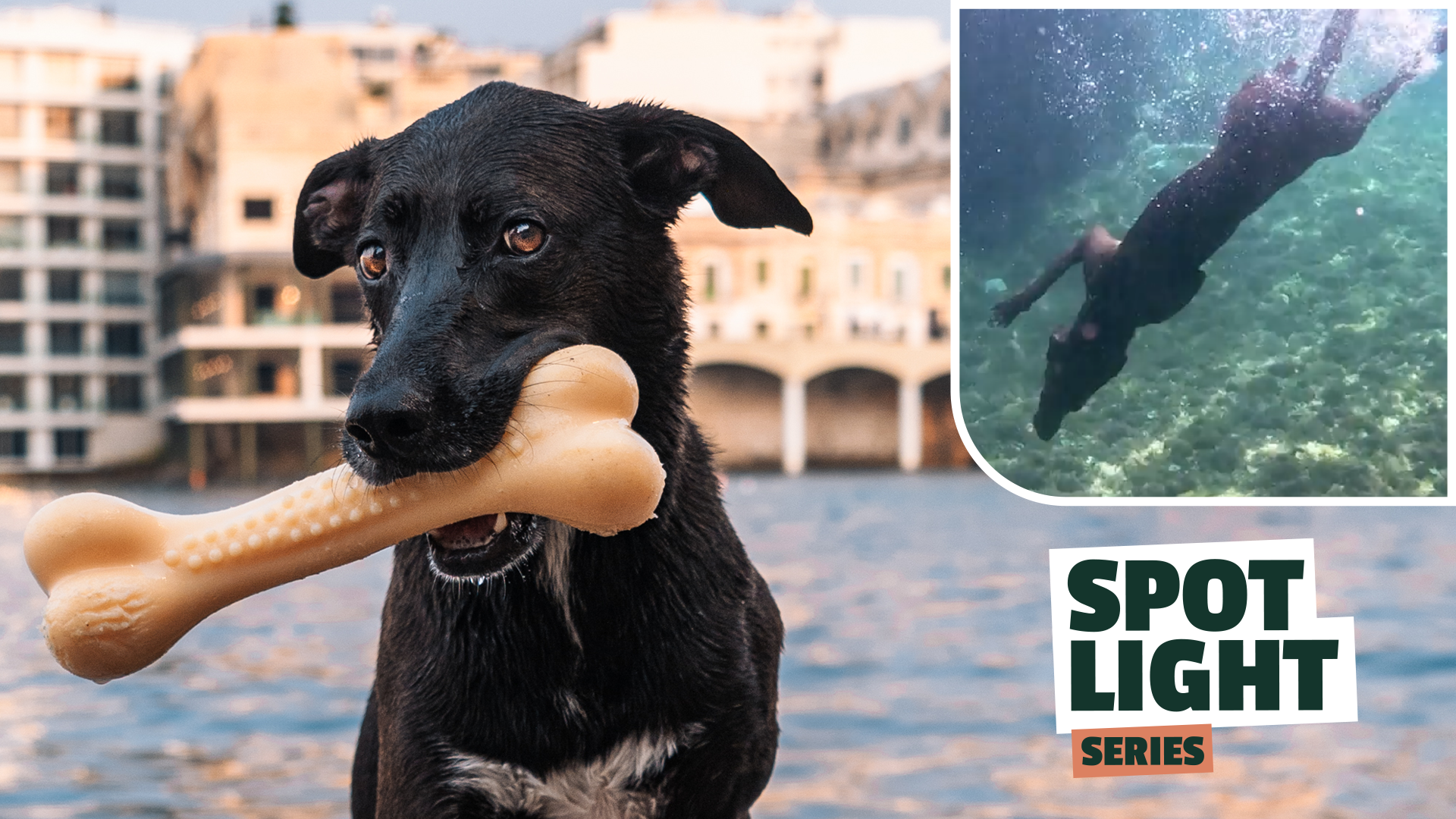 From Fearful Pup to Underwater Beast: Misa’s Epic Dive into Fame!