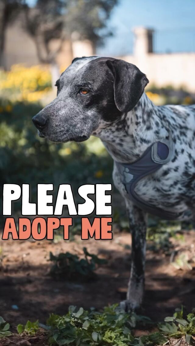 Meet Pippa, the ultimate cuddle buddy and playtime enthusiast! 💕 

Abandoned by her family, this 5-year-old cutie has been patiently waiting for her forever home at the shelter for over 4 months. Could you be the one to give her the love and happiness she deserves? 🏡

With @hillspetmalta , the lucky adopter of Pippa will receive 1 bag of Kibble & a Hill’s Goodie Bag to kickstart their journey 💚

Contact @aaa_sanctuary_malta to welcome Pippa into your loving home 🐾🏠

#Waggos #dogsofinstagram #RescueDog #adoptme
