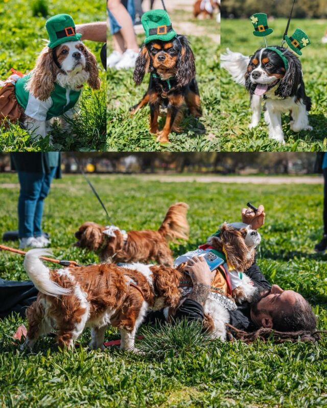 Green grass, happy faces, and Cavaliers everywhere! 🍀🐶 
Our St. Patrick’s Day celebration for Cavalier King Charles dogs was a heartwarming gathering of furry friends! 💕 

Huge thanks to All for Pets Market for supplying the goods ⭐

Full photo album out tomorrow⏳

#Waggos #cavalierkingcharlesspaniel #cavalier #dogsofinstagram #cavaliersofinstagram