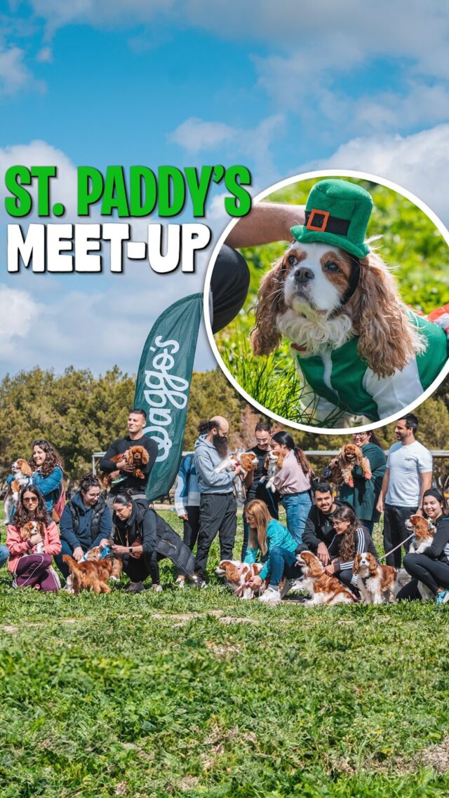 Cheers to a tail-waggin’ good time! 💚 
Bringing the luck of the Cavaliers to our St. Patrick’s Day festivities! 🍀

Huge thanks to All for Pets Market for supplying the goods ⭐

#Waggos #cavalierkingcharlesspaniel #cavalier #dogsofinstagram #cavaliersofinstagram