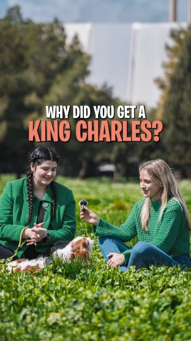 Bow down to the proud keepers of the Cavalier King Charles👑 

Thanks to our sponsors Applaws, Found in all major pet shops and @must_haves_malta 

#Waggos #kingcharles #dogsofinstagram #kingcharlesofinstagram #kingcharlesdogs #kingcharleslovers