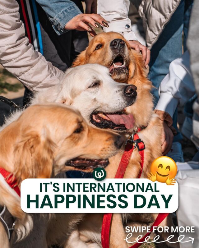 Let’s paws and appreciate the boundless joy our furry companions bring into our lives. Here are some of the happiest memories we’ve captured so far! 💕 

#Waggos #dogsofinstagram #happinessday #doglove #happydog