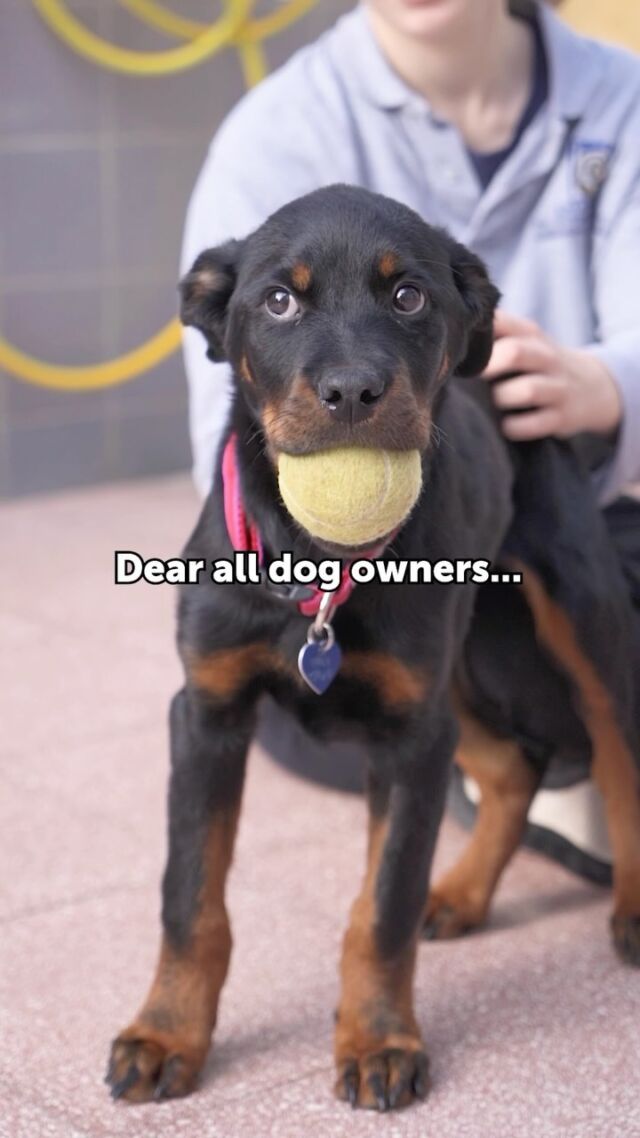 To all dog owners … if you’re ever feeling frustrated with your dog, take 60 seconds to listen to this 🥹🥰

#Waggos #dogsofinstagram #doglovers