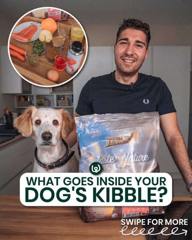 Hands up if you ever wonder what’s REALLY in your dog’s food! 🙋
Tune in tonight at 7:30pm 🎬

Meet Sean, the Chief Operating Officer at Pet Nutrition! Sean’s role involves overseeing operations to leading product development and ensuring top-notch quality. He’s teaming up with us to reveal what goes into their dog’s kibble💡

Get ready for an inside look with @princeandprincesseu 🌟

#Waggos #dogsofinstagram #dogfood #dogkibble #kibble